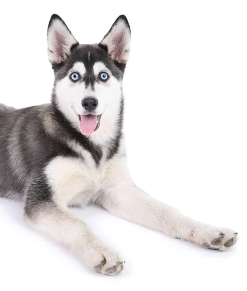 Hermoso lindo cachorro husky, aislado en blanco —  Fotos de Stock