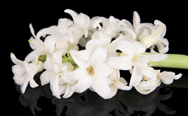 Weiße Hyazinthe auf dunklem Hintergrund — Stockfoto