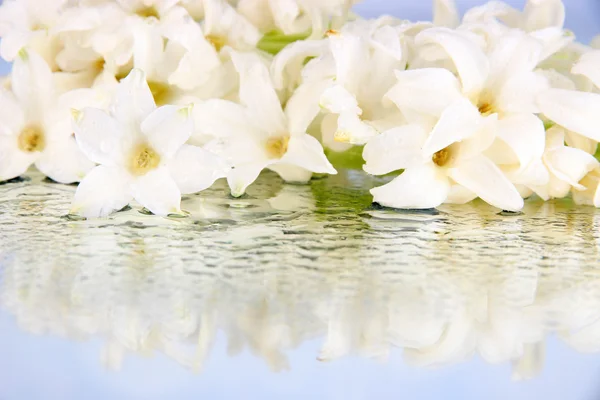 Witte hyacint op lichte achtergrond — Stockfoto
