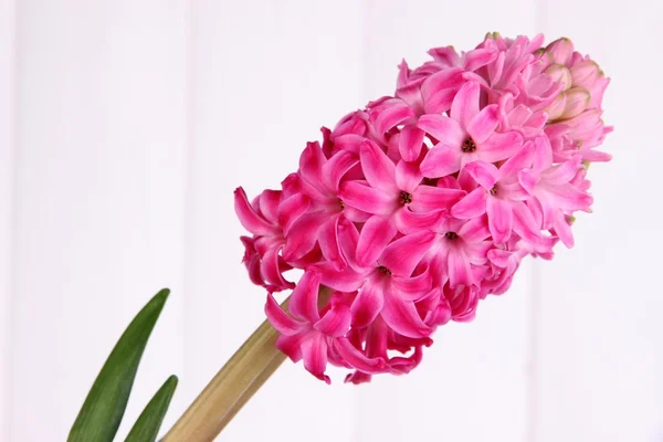 Pink hyacinth on wooden background — Stock Photo, Image