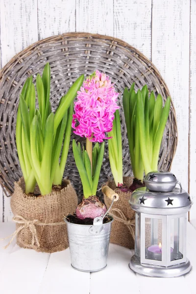 Растения в горшках с декоративным фонарем на столе на плетеном фоне — стоковое фото