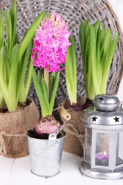 Houseplants in pots with decorative lantern on table on wicker background — Stock Photo, Image