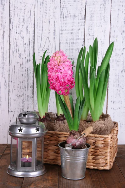 Houseplants in pots with decorative lantern on table on wooden background — Stock Photo, Image