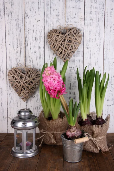 Krukväxter i krukor med dekorativa lykta på bordet på trä bakgrund — Stockfoto