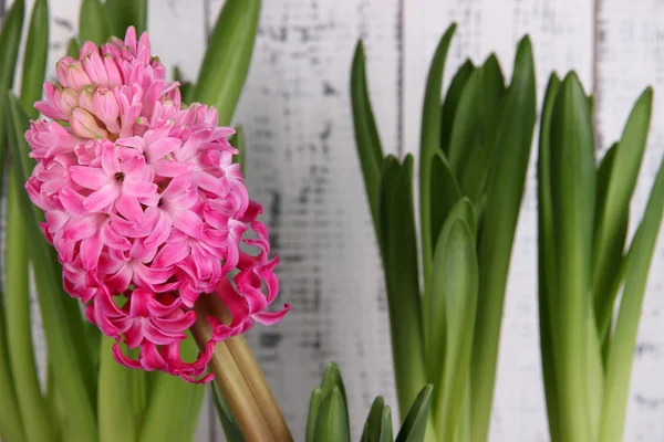 Pink hyacinth on wooden background — Stock Photo, Image