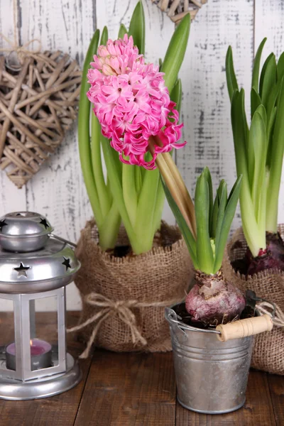 Plantes d'intérieur dans des pots avec lanterne décorative sur table sur fond en bois — Stok fotoğraf