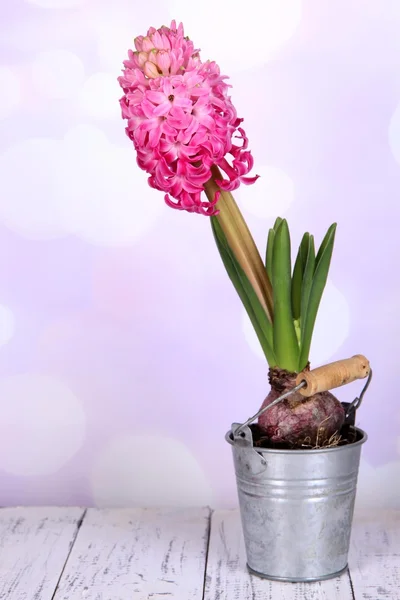 Pink hyacinth in bucket on table on bright background — Stock Photo, Image