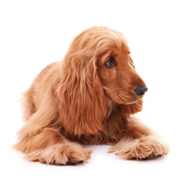 güzel cocker spaniel üzerinde beyaz izole