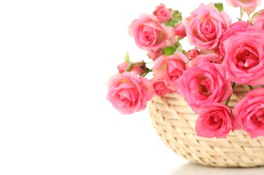 güzel küçük pembe Gül, beyaz izole