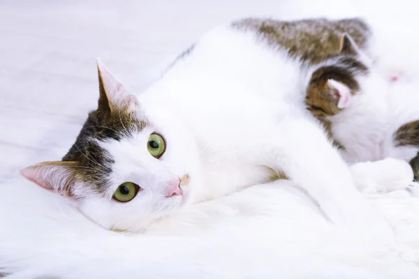 Niedliche Katzenmutter und kleines Kätzchen — Stockfoto