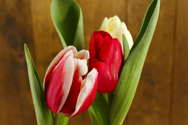 Красивые тюльпаны на цветном фоне — стоковое фото