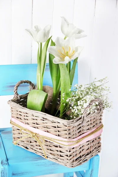 Schöne Tulpen auf blauem Stuhl auf farbigem Holzhintergrund — Stockfoto