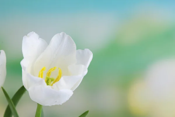 Belles tulipes sur fond lumineux — Photo