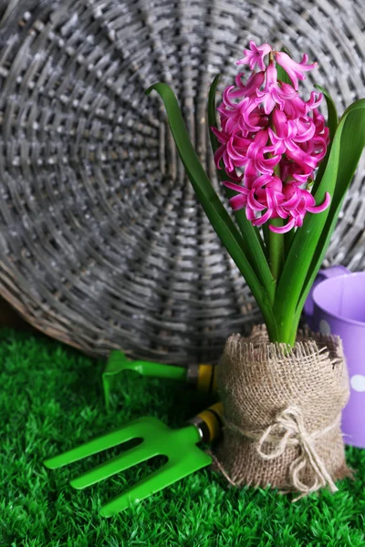 Složení s zahradní vybavení a krásný růžový květ hyacintu v hrnci, na zelené trávě, na dřevěné pozadí — Stock fotografie