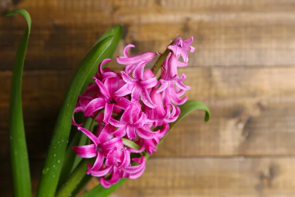 Schöne rosa Hyazinthe-Blume auf Holzgrund — Stockfoto