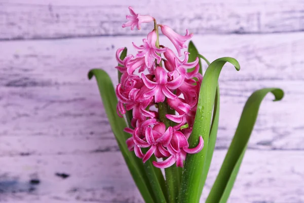 Schöne rosa Hyazinthe-Blume auf farbigem Holzhintergrund — Stockfoto