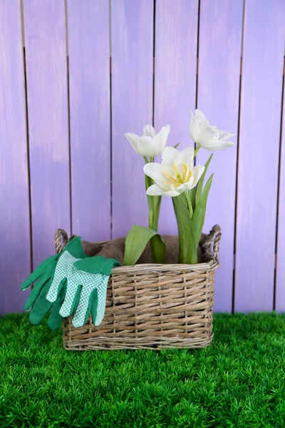 Hermosos tulipanes en canasta de mimbre, sobre hierba verde sobre fondo de madera de color —  Fotos de Stock