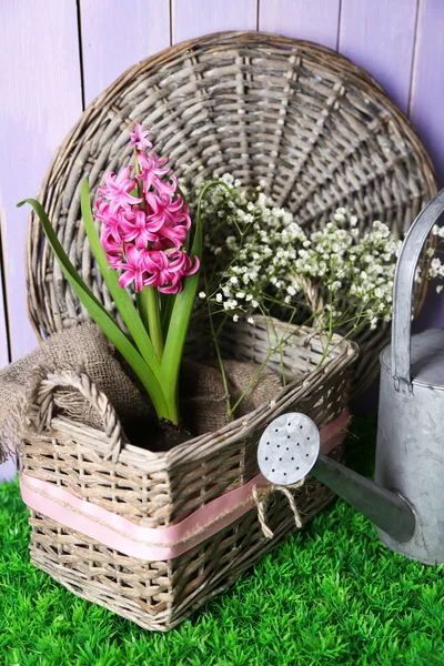 Hyacint květinku v proutěném koši, na zelené trávě na barevné dřevěné pozadí — Stock fotografie