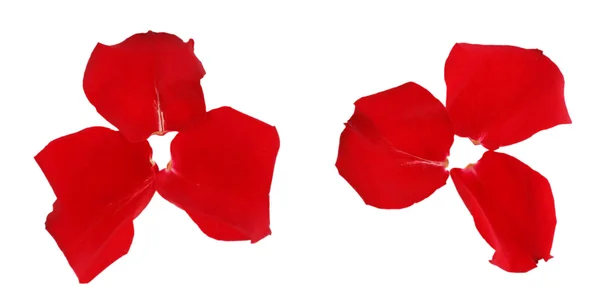 Hermosos pétalos de rosa roja, aislados en blanco —  Fotos de Stock