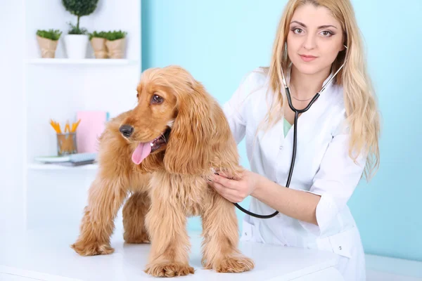 Bela jovem veterinário examinando cão na clínica — Fotografia de Stock