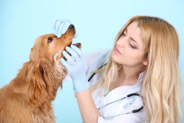 Красивая молодая ветеринарная женщина осматривает собаку в клинике — стоковое фото