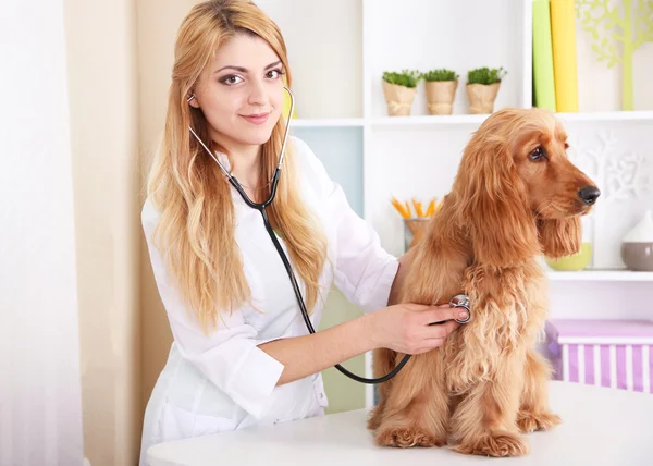 Belle jeune vétérinaire femme examinant chien en clinique — Photo