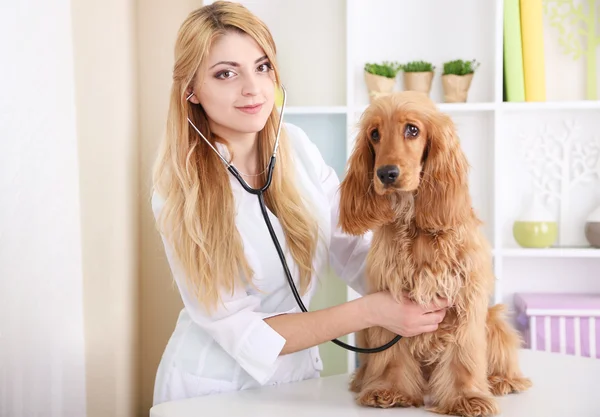 Vacker ung kvinnlig veterinär undersöker hund på kliniken — Stockfoto