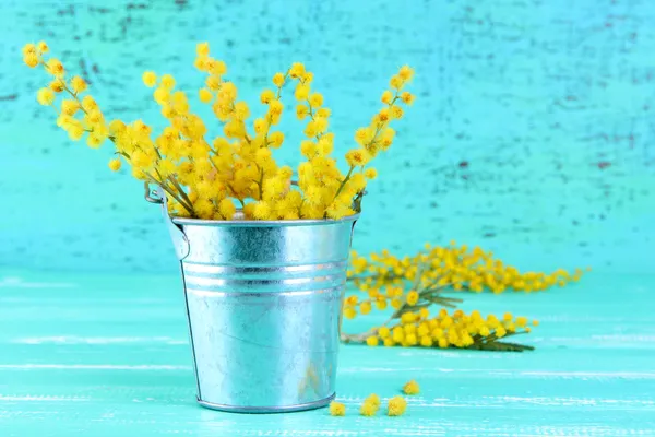 Twigs of mimosa flowers in pail on blue wooden table — Stock Photo, Image