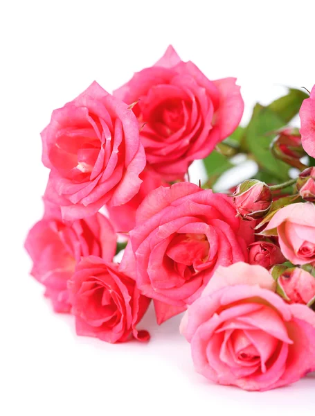 Schöne kleine rosa Rosen, isoliert auf weiß — Stockfoto