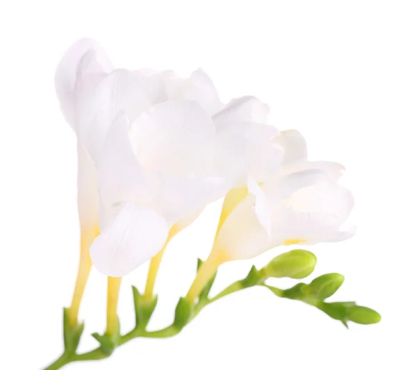 Bellissimi fiori fresia, isolati su bianco — Foto Stock