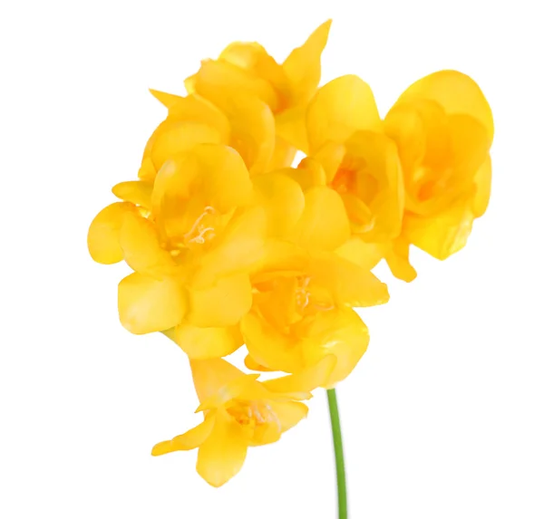 Hermosas flores de freesia, aisladas en blanco — Foto de Stock