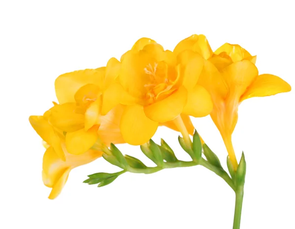 Hermosas flores de freesia, aisladas en blanco —  Fotos de Stock