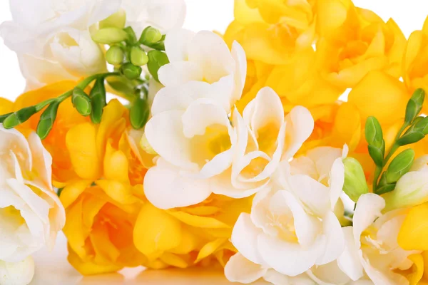 Hermosas flores de freesia, de cerca —  Fotos de Stock