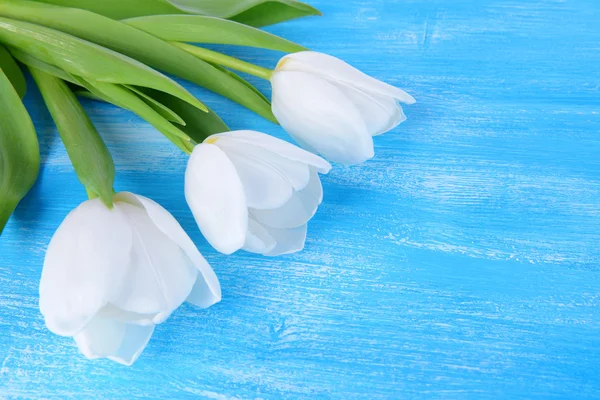 Schöner Strauß weißer Tulpen auf blauem Hintergrund — Stockfoto