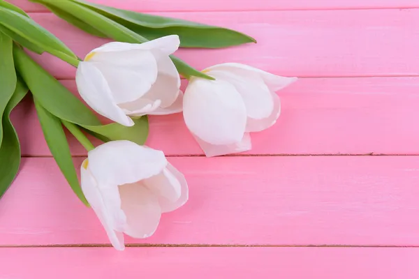 Vacker bukett med vita tulpaner på rosa bakgrund — Stockfoto