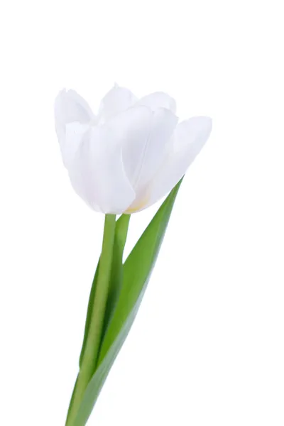 Красивий білий тюльпан ізольований на білому — стокове фото