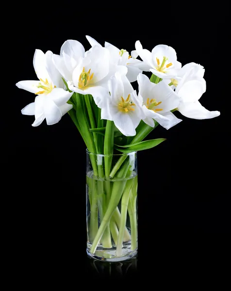 Belo buquê de tulipas brancas isoladas em preto — Fotografia de Stock