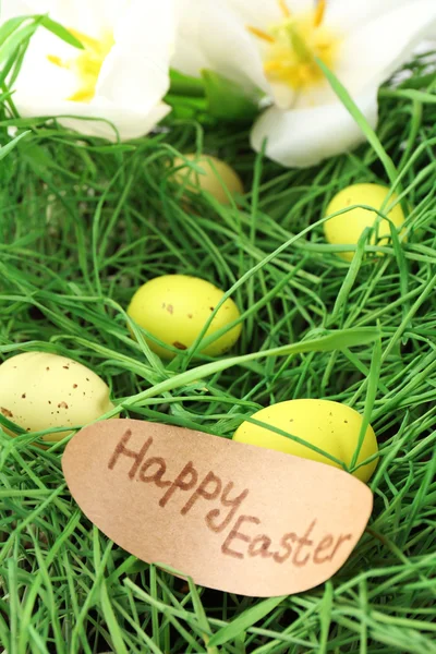 Paskalya yumurtaları yeşil çimenlerin üzerinde kapat — Stok fotoğraf