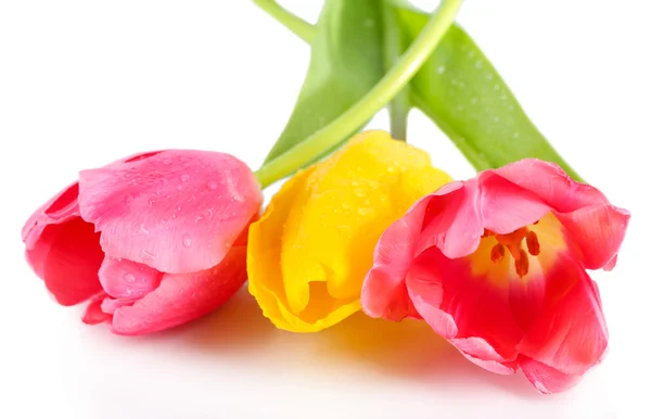 Tulipanes rosados y amarillos aislados en blanco — Foto de Stock