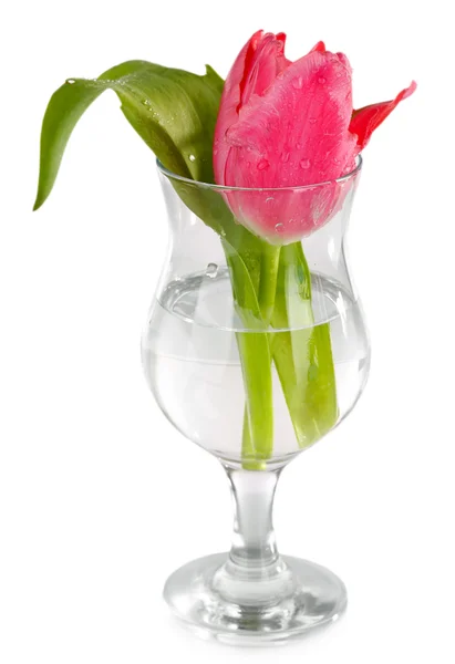 Roze tulp in glas water geïsoleerd op wit — Stockfoto