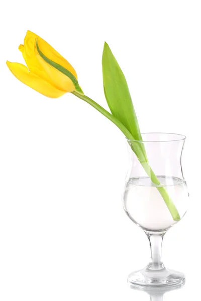 Gelbe Tulpe im Glas Wasser isoliert auf weiß — Stockfoto