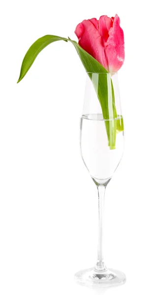 Pink tulip in glass of water isolated on white — Stock Photo, Image