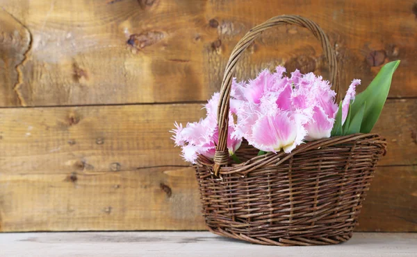 Schöne Tulpen im Weidenkorb, auf Holzgrund — Stockfoto