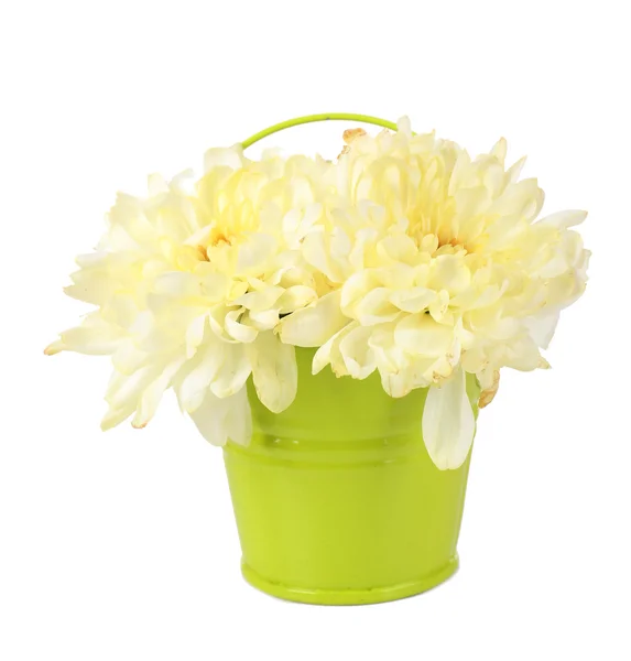 美丽的菊花上白色孤立的存储桶中 — 图库照片
