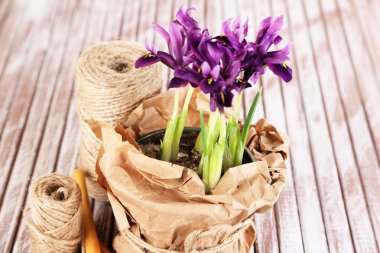 아름 다운 붓 꽃 및 나무 테이블에 원 예 도구