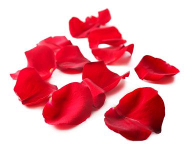 beyaz izole güzel kırmızı gül yaprakları