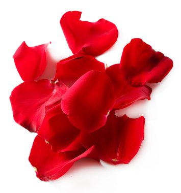 beyaz izole güzel kırmızı gül yaprakları