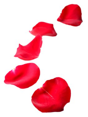 beyaz izole güzel kırmızı gül yaprakları