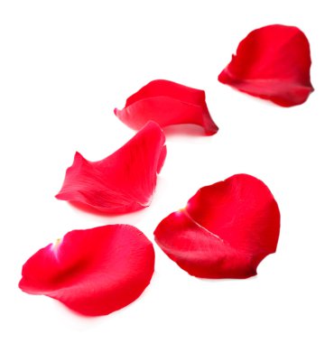 beyaz izole güzel kırmızı gül yaprakları