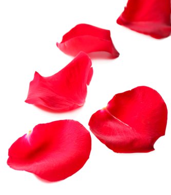 beyaz izole güzel kırmızı gül yaprakları